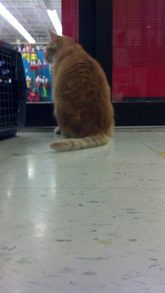 Petco Sunset Valley TX 78745