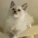 Dawnsdarlingragdolls.Com - Pet Breeders