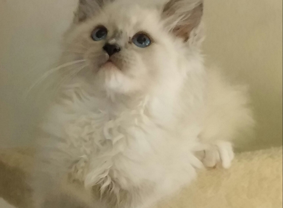 Dawnsdarlingragdolls.Com - Newton, KS