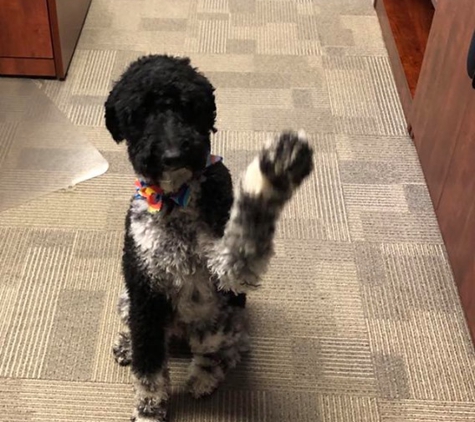 Thomas Insurance Group - Cape Girardeau, MO. High Five from #ColbieTheInsuranceDog