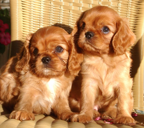 Puppies Galore & More - Jacksonville, FL