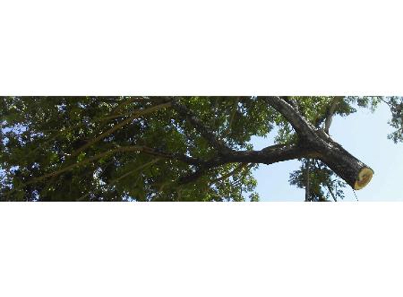 Steve Cairns Tree Service