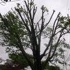 Mike Mitzel's Tree Service gallery