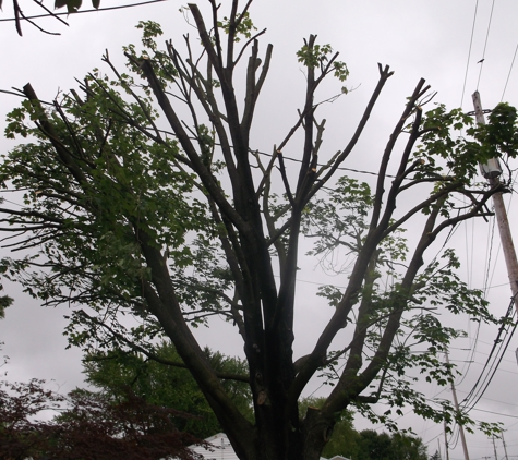 Mike Mitzel's Tree Service - Dover, PA