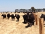 D & S Morgan Rural Fencing Pty Ltd - Fencing Contractors
