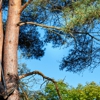 Mahwah Tree Corporation gallery