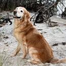 Monterey Animal Clinic - Veterinary Clinics & Hospitals