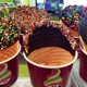 Menchie's Frozen Yogurt at Pablo Creek Plaza