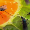 Caldwell Pest Management gallery