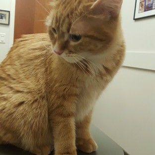 Hayfield Animal Hospital - Alexandria, VA