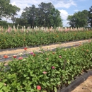 Gurosik's Berry Plantation - Fruit & Vegetable Growers & Shippers