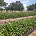 Gurosik's Berry Plantation