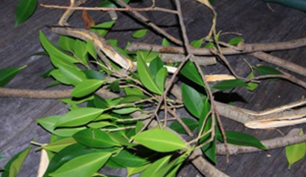 Aussie Tree Services - Wyee Point, NSW