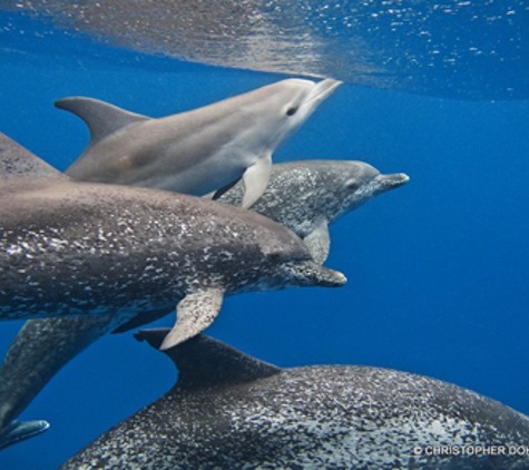 Narcosis Dive Charters - Palm Beach Gardens, FL