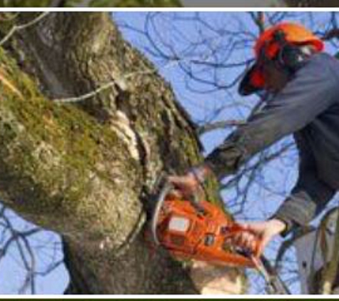 Cadieu  Tree Experts