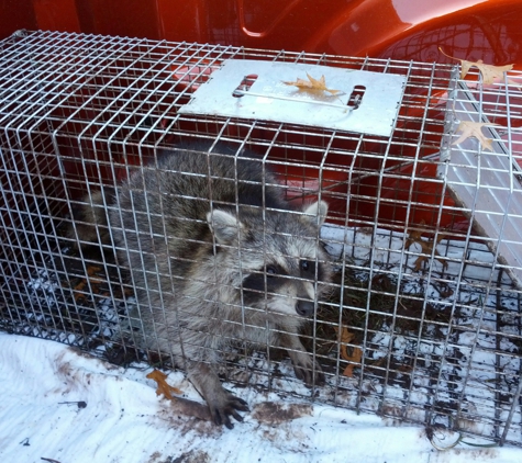 Trap and Tote Wildlife Removal. Raccoon