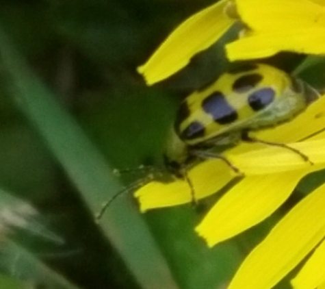 Insight Pest Control - Salem - Salem, OR. Spotted Cucumber Beetle