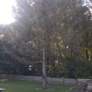 Blue Mountain Services, LLC - Tree Service