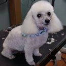 Magic. Scissors dog grooming - Pet Services