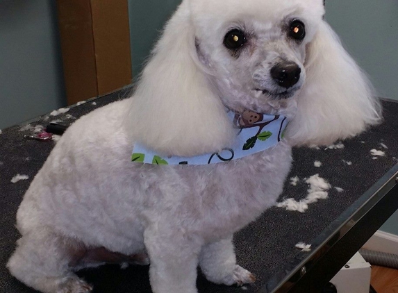 Magic. Scissors dog grooming - Norwalk, CT