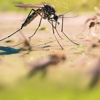 Baldwyn Termite & Pest Control gallery
