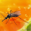 Clever Pest Solutions gallery