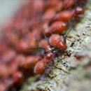Quanix Pest Control - Pest Control Equipment & Supplies