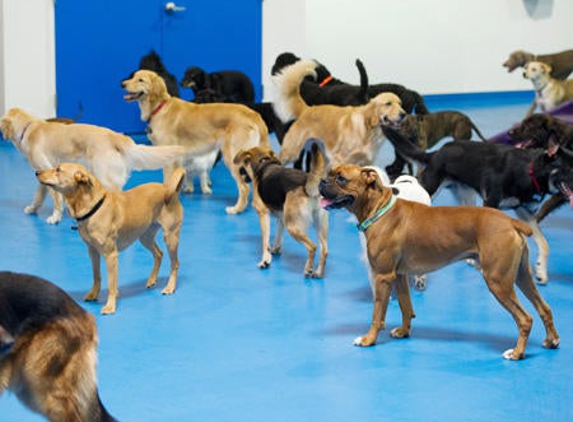 Tecla's K9 Academy - Elkridge, MD