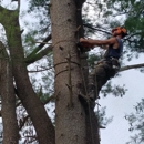 York Woods Tree & Products, LLC. - Tree Service