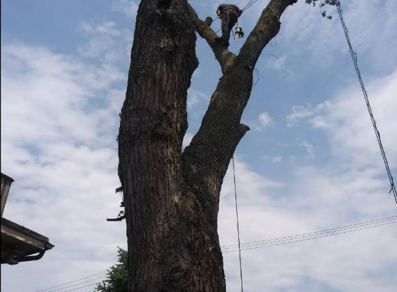 RGP Tree Service - Chicago, IL