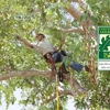 Brooksby Tree Care LLC gallery