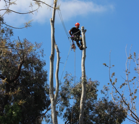 Charleston Tree Service