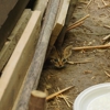 All In One Wildlife & Pest gallery