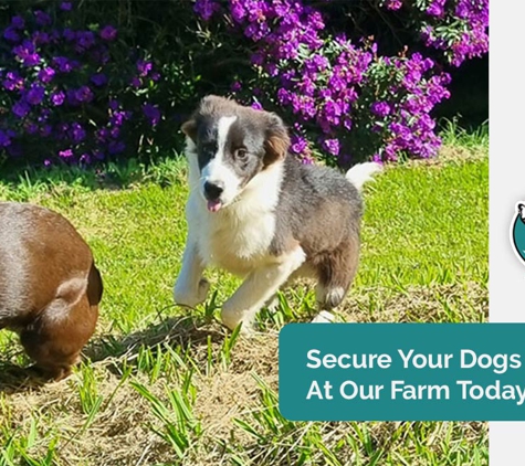 A Pet's Life - Toolijooa, NSW. Secure Your Dogs Place At Our Farm Today