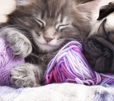 Torenbeek Veterinary Clinic - Frenchville, QLD
