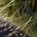 Eagle Pest Control - Pest Control Equipment & Supplies