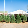 Big John's Christmas Trees gallery