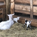 Lively Run Dairy - Dairies