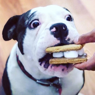 PAWsitively Sweet Bakery - San Antonio, TX. Dog S'mores are a summer fan favorite.