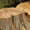 A & W Tree Service gallery