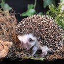 Bumble Bee Hedgies - Pet Services
