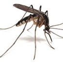 Mosquito Fighters - Pest Control Services