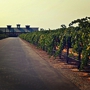 Berghold Vineyards & Winery