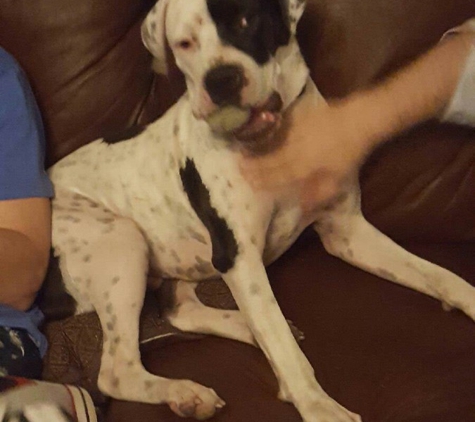 My Family Pet Sitter LLC - Denver, CO. Rocky with his ball.