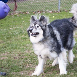 Pine Creek Kennels Pet Resort - Benton, PA