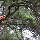 Cable Tree Service - Arborists