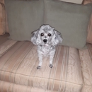 Bailey C Clifford DVM
