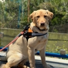 Bark Busters In Home Dog Training - San Mateo County gallery