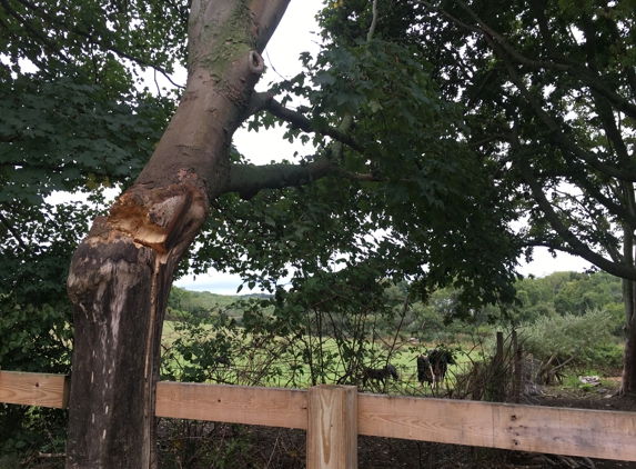 Expert Tree Climber - Barrington, RI. Cow rescue!