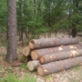 PARKS Tree Service and Logging LLC